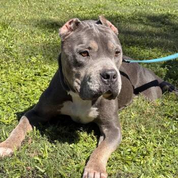 Griffin -  American Bully Dog for Adoption in Columbia, South Carolina - Griffin | PetCurious