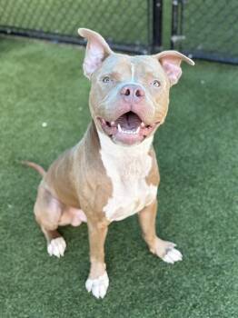 BUCKEY -  Mixed Breed Dog for Adoption in Dallas, Texas - BUCKEY | PetCurious