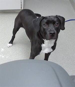 TONKA -  Labrador Retriever and Mixed Breed Dog for Adoption in Omaha, Nebraska - TONKA | PetCurious