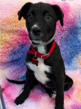 Labrador Retriever and American Staffordshire Terrier Dogs Available for Adoption in Sedalia, Colorado - Apple | PetCurious