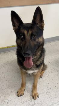 *Soup* -  German Shepherd Dog Dog for Adoption in Salt Lake City, Utah - *Soup* | PetCurious
