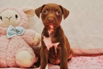 Labrador Retriever Dogs Available for Adoption - HAVANA | PetCurious