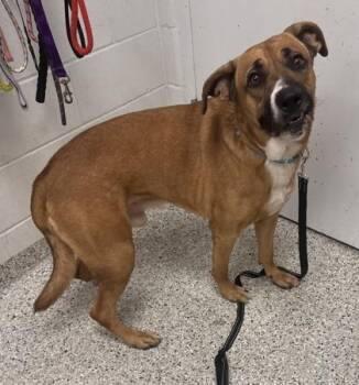 Charlie -  Mixed Breed Dog for Adoption in Kansas City, Missouri - Charlie | PetCurious