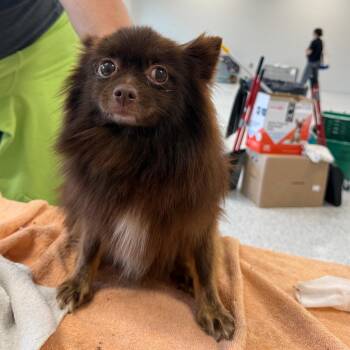 Crispy -  Pomeranian Dog for Adoption in Fort Wayne, Indiana - Crispy | PetCurious