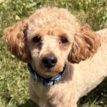 Bo -  Miniature Poodle Dog for Adoption in Jefferson, Wisconsin - Bo | PetCurious