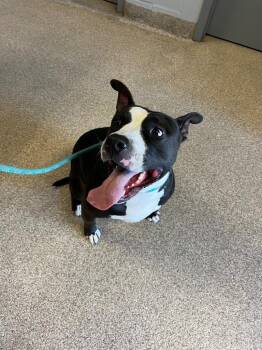Gonzo -  Pit Bull Terrier Dog for Adoption in Troy, Ohio - Gonzo | PetCurious