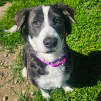 Luna (8 Years Old) -  Border Collie Dog for Adoption in Albany, New York - Luna (8 Years Old) | PetCurious