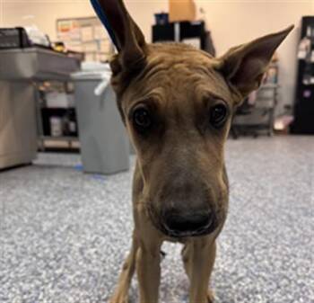 JUNIOR -  German Shepherd Dog and Mixed Breed Dog for Adoption in Thousand Palms, California - JUNIOR | PetCurious