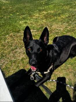 Dutch Shepherd Dogs Available for Adoption in Methuen, Massachusetts - CADY | PetCurious