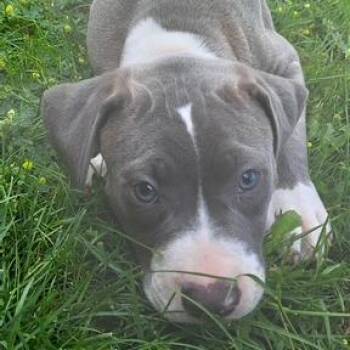 Mikey -  Pit Bull Terrier Dog for Adoption in Dayton, Ohio - Mikey | PetCurious