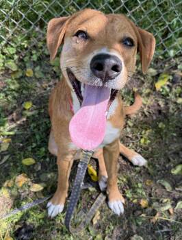 Macy -  Labrador Retriever and Hound Dog for Adoption in Ona, West Virginia - Macy | PetCurious