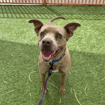 Pit Bull Terrier Dogs Available for Adoption in Las Vegas, Nevada - PACO | PetCurious