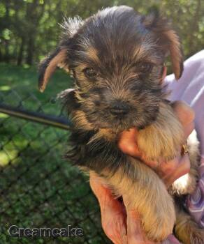 Yorkshire Terrier and Terrier Dogs Available for Adoption in Ellijay, Georgia - Creamcake | PetCurious