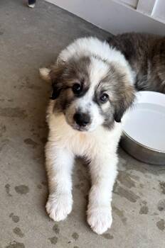 Parker -  Great Pyrenees Dog for Adoption in Lexington, Kentucky - Parker | PetCurious
