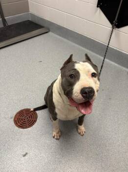 Pit Bull Terrier Dogs Available for Adoption in Indianapolis, Indiana - JONAS | PetCurious