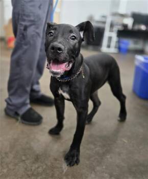 SPAM -  Mixed Breed Dog for Adoption in Dallas, Texas - SPAM | PetCurious