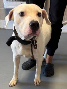 Rescue Pit Bull Terrier Dogs for Adoption in Berea, Kentucky - Chives | PetCurious