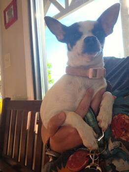 Chihuahua Dogs Available for Adoption in Columbia, Tennessee - Chloe | PetCurious