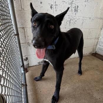 Dominic -  Shepherd and Mixed Breed Dog for Adoption in Edinburg, Texas - Dominic | PetCurious