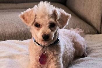 Ward -  Poodle and Mixed Breed Dog for Adoption in Kansas City, Missouri - Ward | PetCurious