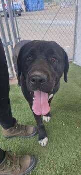 Brandi -  Saint Bernard and Labrador Retriever Dog for Adoption in Edgewood, New Mexico - Brandi | PetCurious