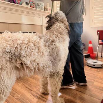Rufus -  Poodle and Saint Bernard Dog for Adoption in Las Vegas, Nevada - Rufus | PetCurious