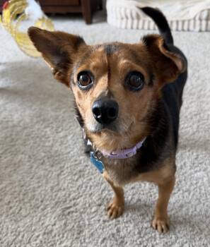 Bea -  Chihuahua Dog for Adoption in Minneapolis, Minnesota - Bea | PetCurious
