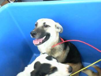 Rescue Mixed Breed Dogs for Adoption in Dallas, Texas - SASHA | PetCurious