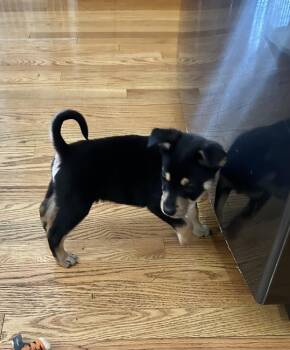 Terrier Dogs Available for Adoption - Redd (PW 52) | PetCurious