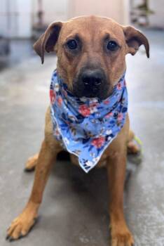 Dakota -  Shepherd Dog for Adoption in Chesterfield, South Carolina - Dakota | PetCurious