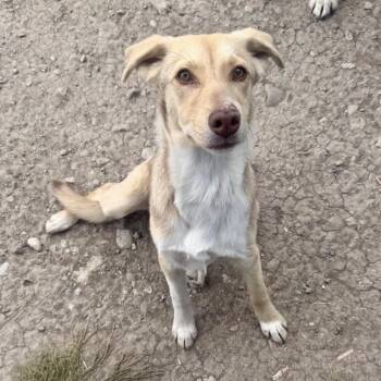 Leia -  Mixed Breed Dog for Adoption in Wilsall, Montana - Leia | PetCurious