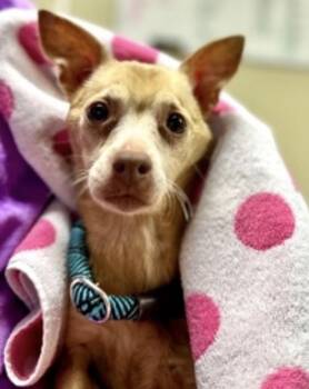 Chihuahua Dogs Available for Adoption in Powell Butte, Oregon - Squire  | PetCurious