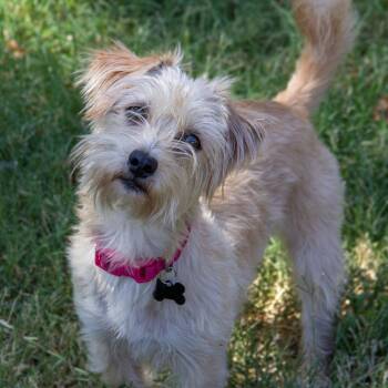 Abby Lee -  Terrier and Mixed Breed Dog for Adoption in Wichita, Kansas - Abby Lee | PetCurious