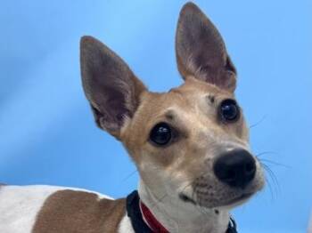 June -  Parson Russell Terrier and Mixed Breed Dog for Adoption in Golden Valley, Minnesota - June | PetCurious