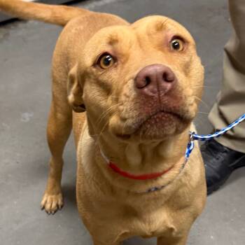 Rescue Pit Bull Terrier Dogs for Adoption in Yuma, Arizona - Bella | PetCurious