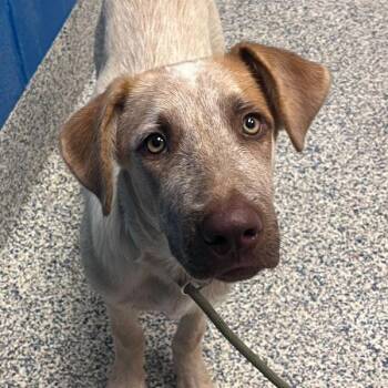 Little Creek -  Australian Cattle Dog Blue Heeler and Hound Dog for Adoption in Golden, Colorado - Little Creek | PetCurious