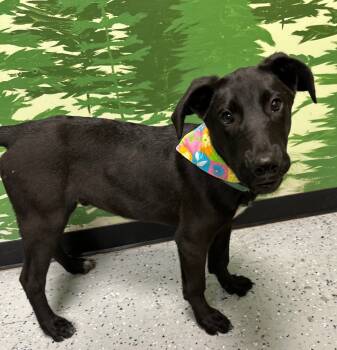 Rescue Belgian Shepherd Malinois and Husky Dogs for Adoption in Logan, Utah - Oogie Boogie | PetCurious