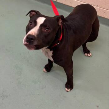 Mixed Breed Dogs Available for Adoption in Memphis, Tennessee - Zippy | PetCurious