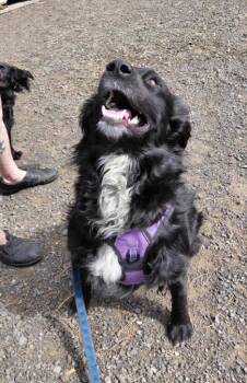 Black Labrador Retriever and Border Collie Dogs Available for Adoption in Goldendale, Washington - Sammy | PetCurious