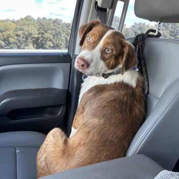 Ranger -  Australian Shepherd and Collie Dog for Adoption in Smithfield, North Carolina - Ranger | PetCurious