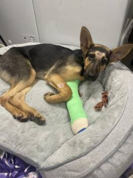 ROWDY -  German Shepherd Dog Dog for Adoption in Tracy, California - ROWDY | PetCurious