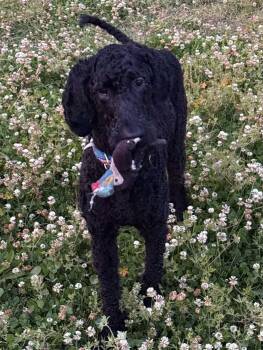 Standard Poodle Dogs Available for Adoption in Wilmington, North Carolina - Cash | PetCurious
