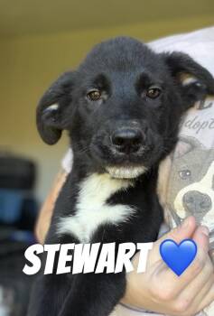 Stewart -  Border Collie and German Shepherd Dog Dog for Adoption in Felton, Pennsylvania - Stewart | PetCurious