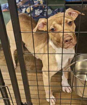 Giovanni -  American Bully Dog for Adoption in Centerville, Georgia - Giovanni | PetCurious