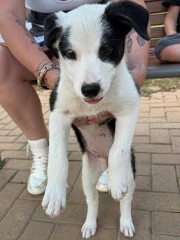 Yin -  Border Collie and Mixed Breed Dog for Adoption in Blountville, Tennessee - Yin | PetCurious