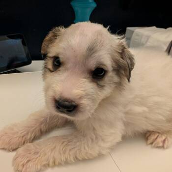 Ben Parker -  Great Pyrenees Dog for Adoption in Lynchburg, Virginia - Ben Parker | PetCurious