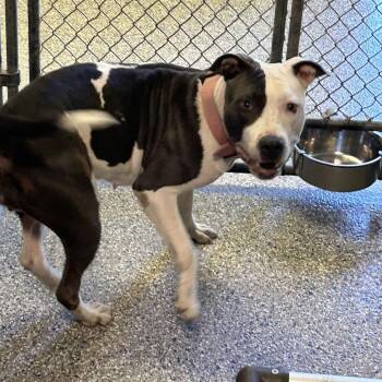 Stray - Community House Rd -  Pit Bull Terrier Dog for Adoption in Roxboro, North Carolina - Stray - Community House Rd | PetCurious