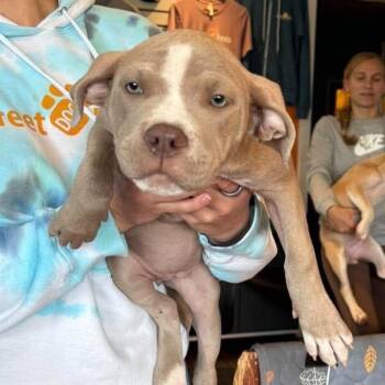 Puppy 4 (Female) -  Mixed Breed and None Dog for Adoption in Bend, Oregon - Puppy 4 (Female) | PetCurious