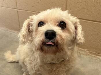 Poodle Dogs Available for Adoption - REGAN | PetCurious