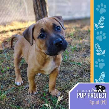 Spud -  Bullmastiff and Mixed Breed Dog for Adoption in Spokane, Washington - Spud | PetCurious